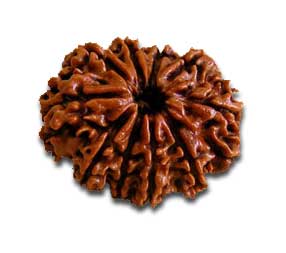 Image result for 10 mukhi rudraksh