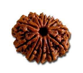 11 Mukhi