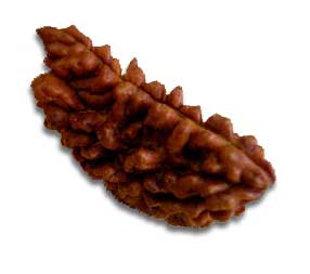 Benefits of Rudraksha