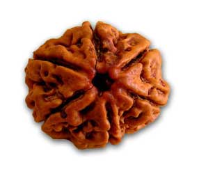 6 faced rudraksha