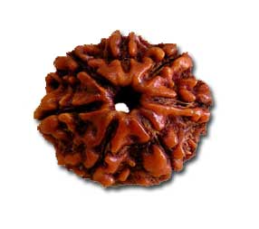 Image result for 7 mukhi rudraksh