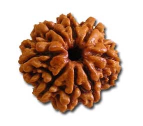 8 Mukhi