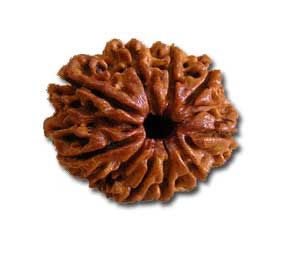 9 Mukhi